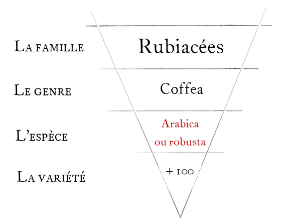 Botanique du café, du genre à la variété