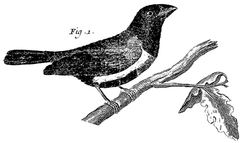 Illustration oiseau sur branche