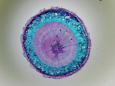 Specimen nr. 5 "pine stem" viewed with lens A