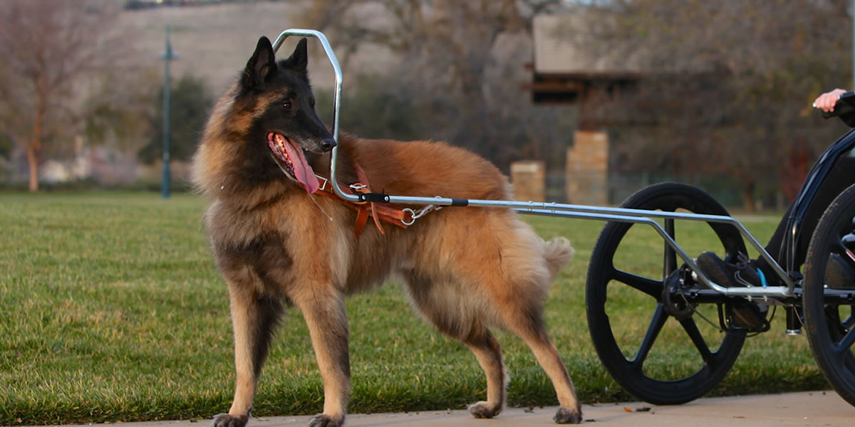 Getting Started with Sacco Dog Cart – Sacco International