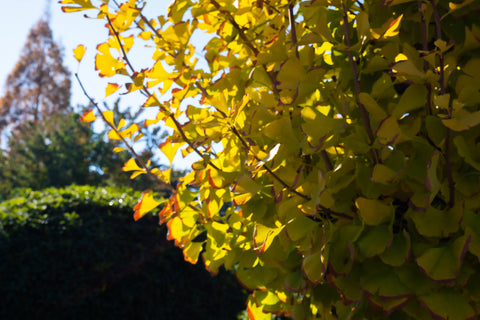 autumn-leaves-yellow