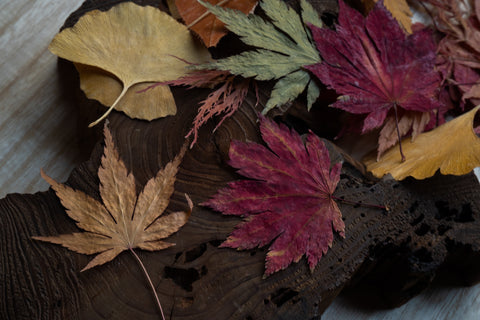 autumn-leaves-gathering