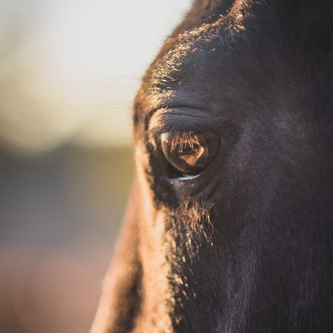 Closeup of a horse eye