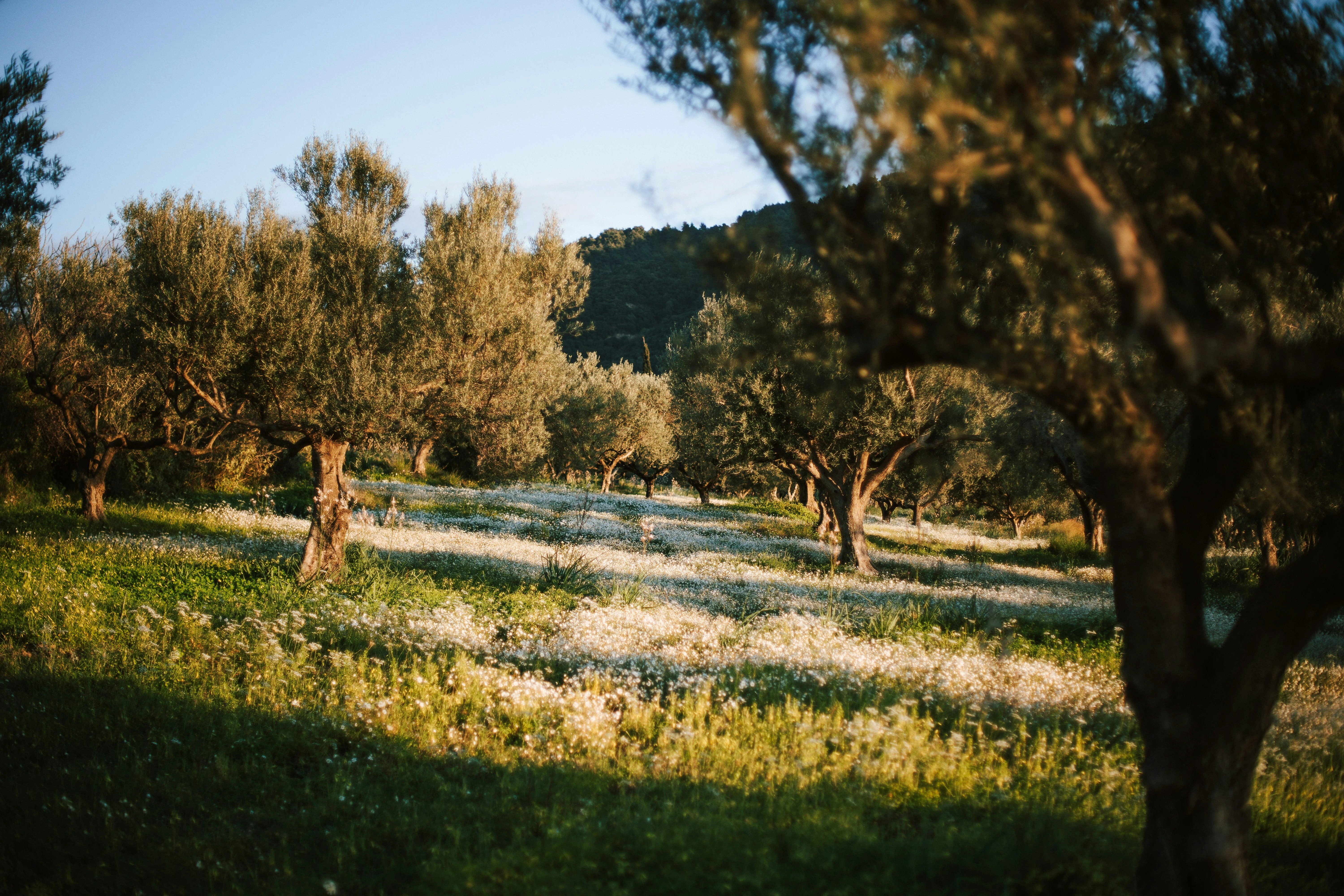 Image of a mature olive grove with wildflowers for Avlaki