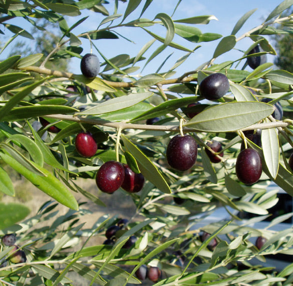 avlaki-olive-branch