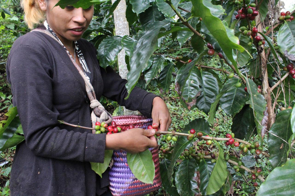 Mexiko Projektkaffee