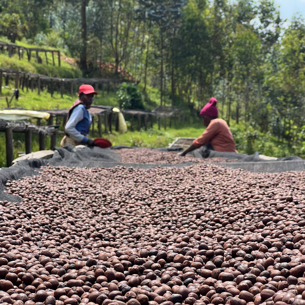 Rwanda Kaffeeprojekt Speyer Inshuti