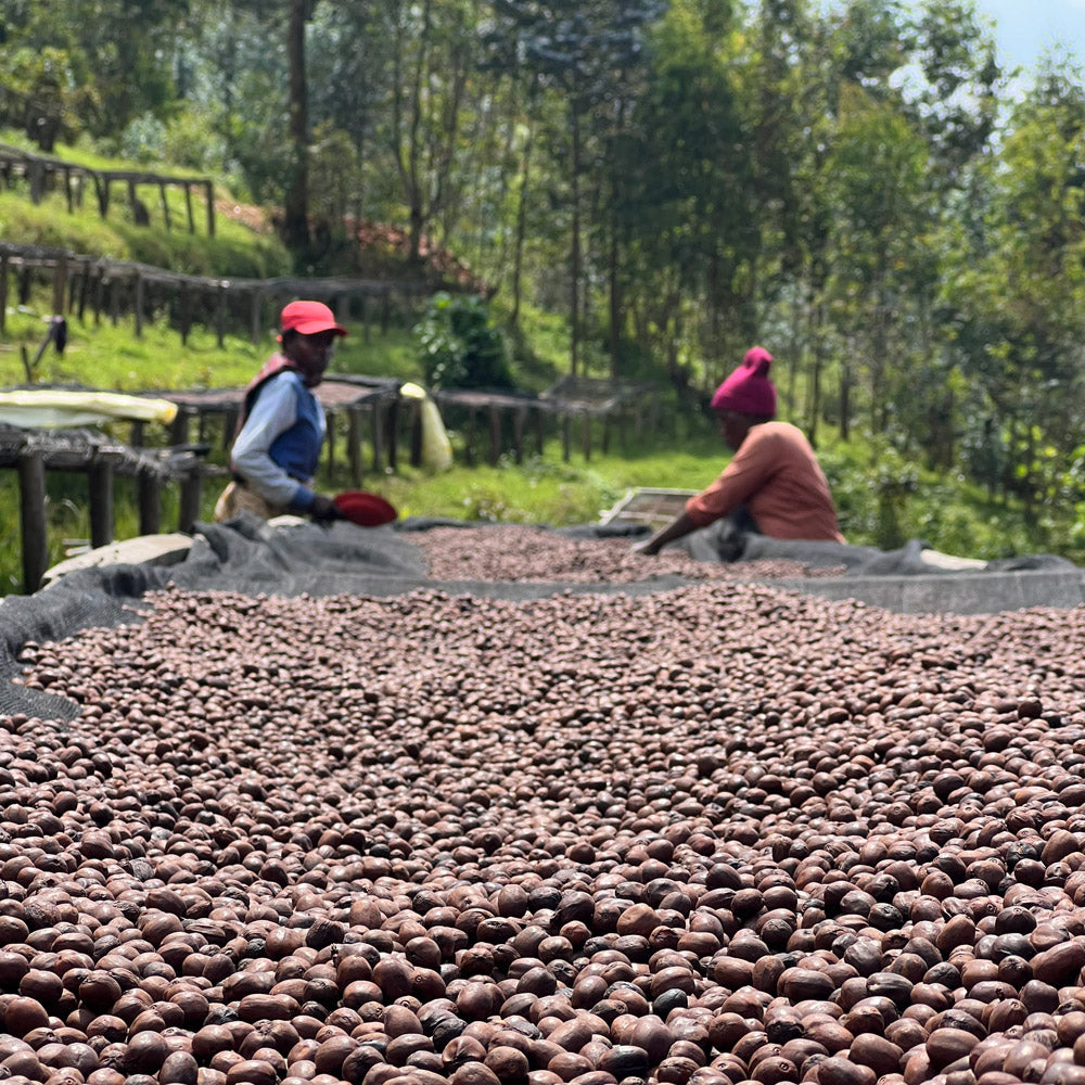 rwanda Kaffeeprojekt Schramms Speyer