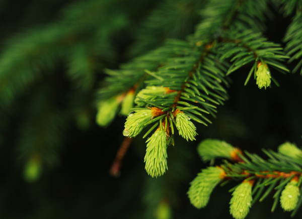 Balsam fir shoots