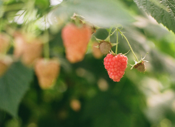 raspberry bush