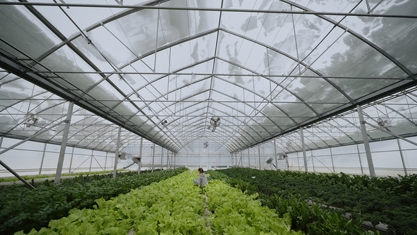 Vegetables in abundance in a greenhouse in the middle of winter / Photo courtesy of Picbois Productions
