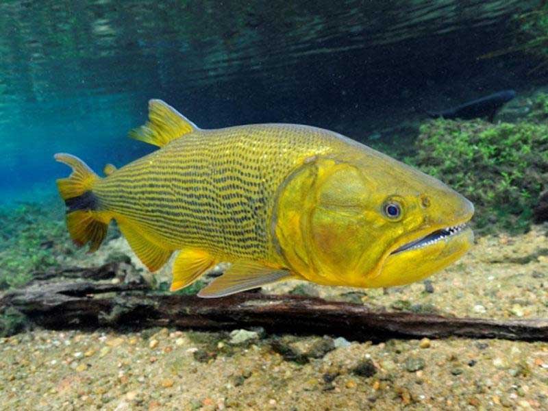 peixe dourado do pantanal