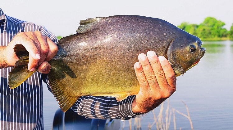 homem segurando um pacu pela cauda