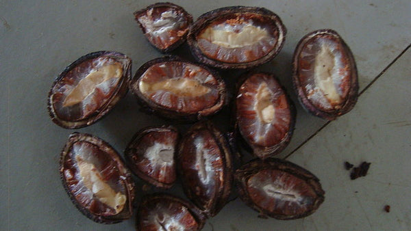 Pataua Fruit from Ungurahui tree