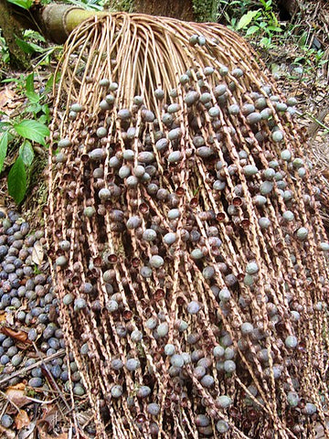 Pataua fruit from Ungurahui tree used to make Johnnie Ray ungurahui oil