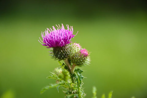 Milk thistle seeds, how to eat milk thistle seeds, how to use milk thistle seeds for liver, how to make milk thistle tea from seeds, how much milk thistle seeds per day, milk thistle seeds benefits, What is the Indian name for milk thistle?, Milk thistle seeds in hindi, Does milk thistle detox liver?, What is the best way to take milk thistle?
