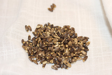 Milk thistle seeds, how to eat milk thistle seeds, how to use milk thistle seeds for liver, how to make milk thistle tea from seeds, how much milk thistle seeds per day, milk thistle seeds benefits, What is the Indian name for milk thistle?, Milk thistle seeds in hindi, Does milk thistle detox liver?, What is the best way to take milk thistle?