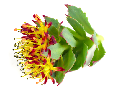 Rhodiola