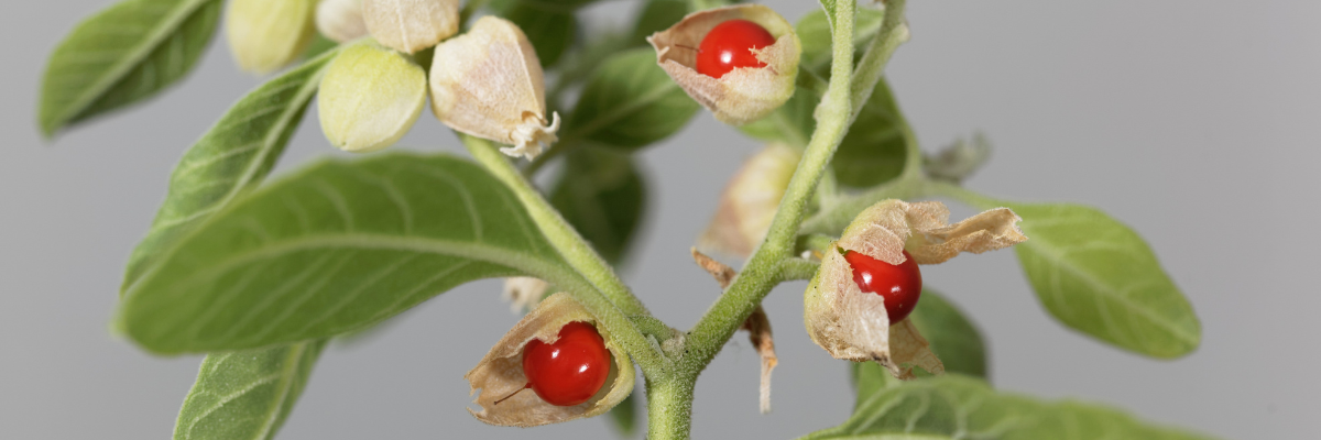 Ashwagandha Histamin