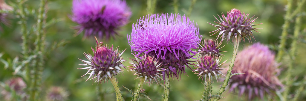 Mariendistel auf Wiese