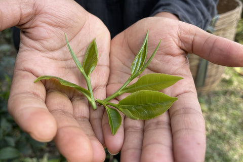 Assam tea leaves