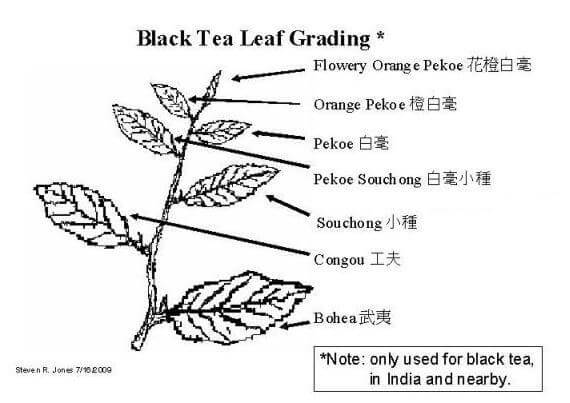 A picture of camellia sinensis tea plant where each leaves on the plant have a name