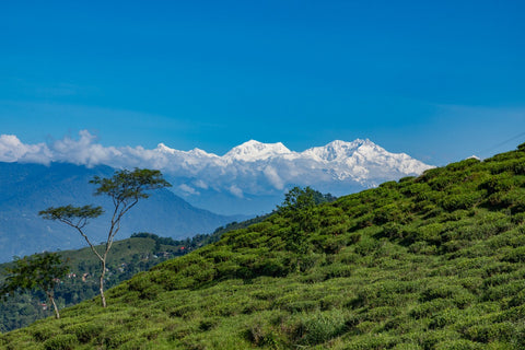 High Mountains of Darjeeling