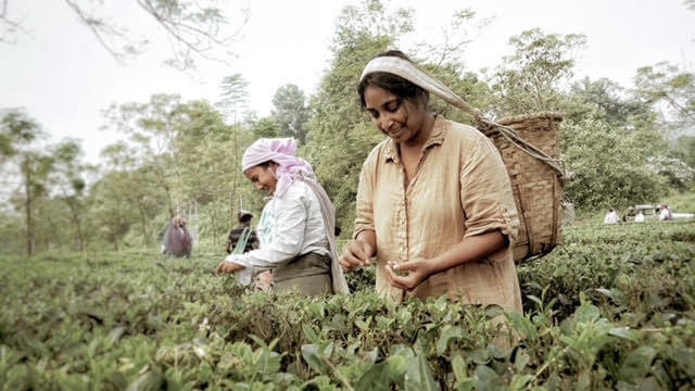 Poorvi and local tea farmers selecting the best Darjeeling tea batches