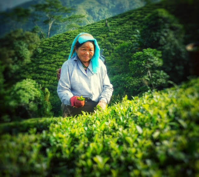 a local tea farmer plucking fresh, Darjeeling tea leaves in a Darjeeling tea plantation