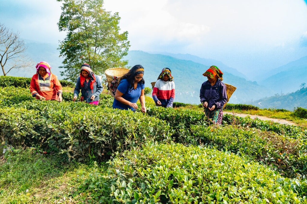 Poorvi and tea farmers plucking fresh tea leaves