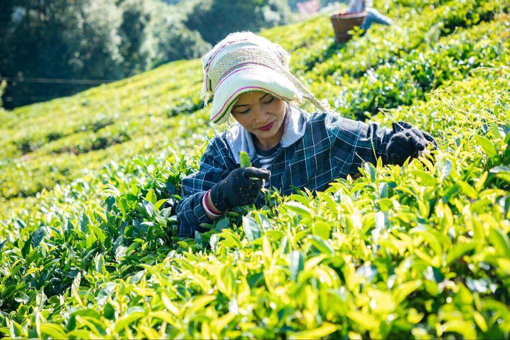 a tea leaves plucker plucking Darjeeling tea leaves