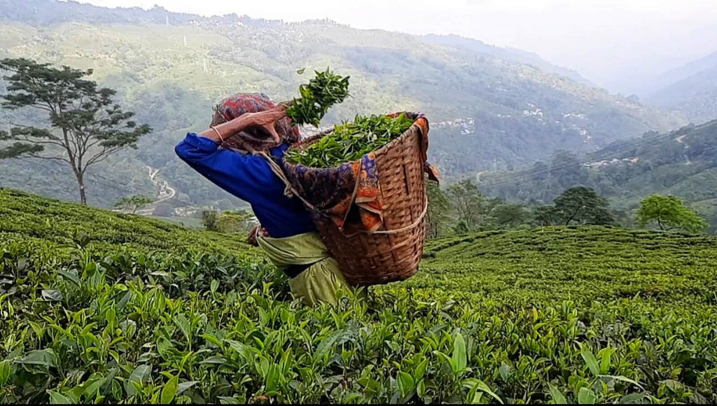 a tea farmer plucking fresh tea leaves and storing in her basket