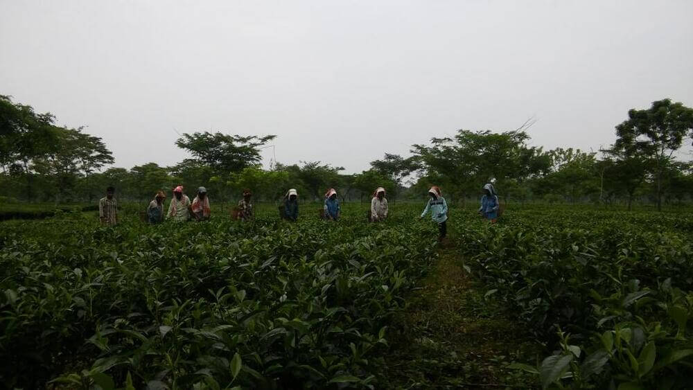 tea pluckers in Assam are plucking fresh loose leaf teas