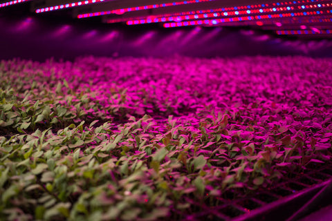 GoodLeaf Farms Vertical Farming