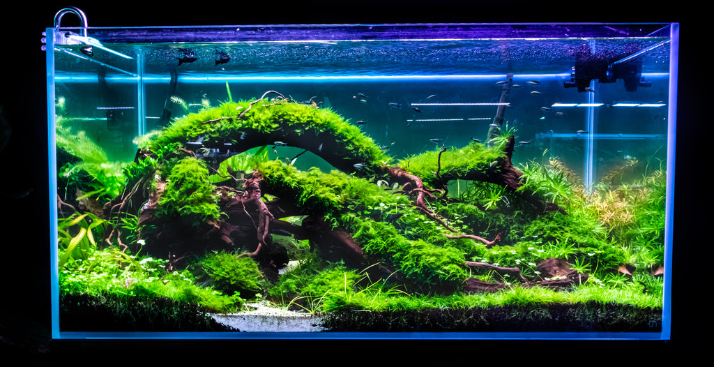All You Need to Know About Aquascape – Living Shrimply