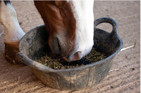 Paard geniet van een maaltijd, demonstratie van het principe van vaak en weinig voeden
