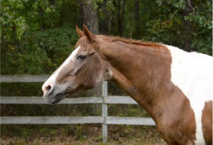 Een geriatrisch paard dat tekenen van veroudering vertoont