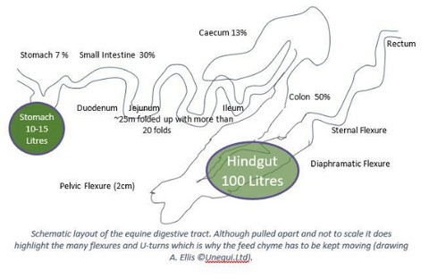 Diagram van het paardelijke spijsverteringskanaal met de nadruk op de rol van de achterdarm in voerverwerking
