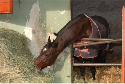 Paard comfortabel verblijvend in een stal met geschikte vloer