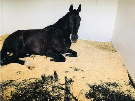 Paard comfortabel verblijvend in een stal met geschikte vloer