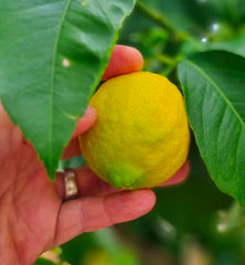 Eine Hand plückt eine Zitrone