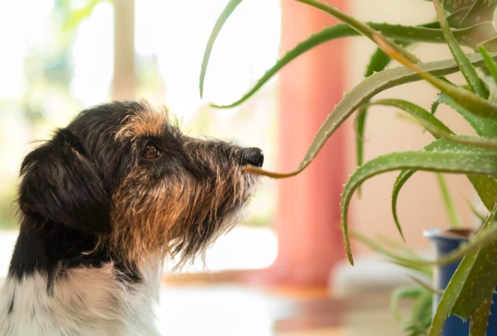 Senior dog staring at an Aloe Vera plant