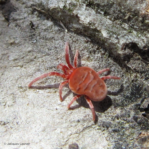 Mite Allothrombium sp.