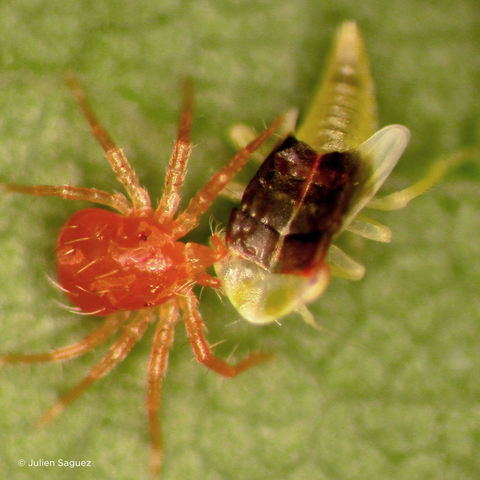 The "helpful" predatory insect Anystis baccarum feeding on a leafhopper nymph which is an insect pest of the vine.