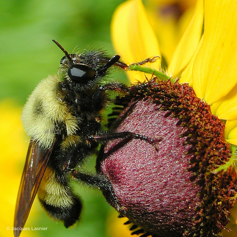 Asilid robber fly