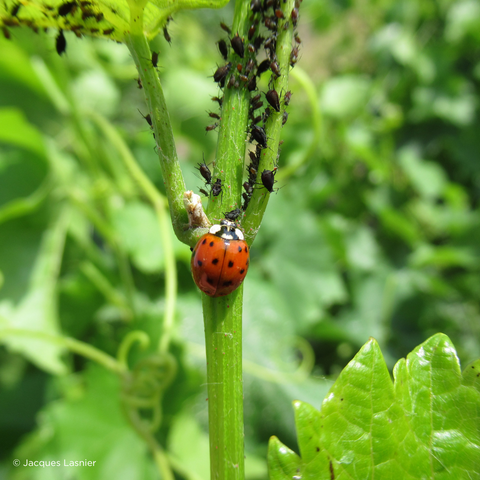 Une coccinelle prédatant à une colonie de pucerons, elles sont de précieuses alliées de notre culture raisonnée.