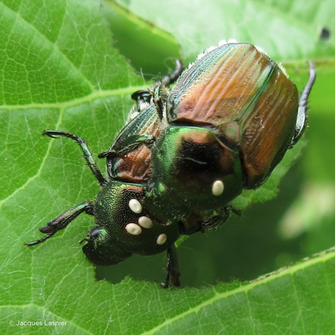 Two Japanese beetles parasitized by the Tachinidae fly
