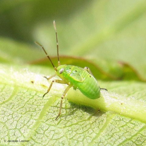 Tarnished plant bug nymph