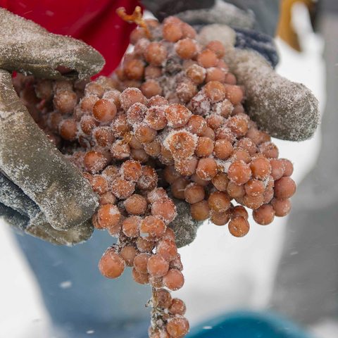 Vin de glace : achat de icewine eiswein et vin de glace