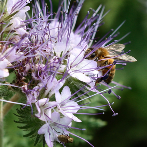 Phacelia with a bee, a pollinating insect